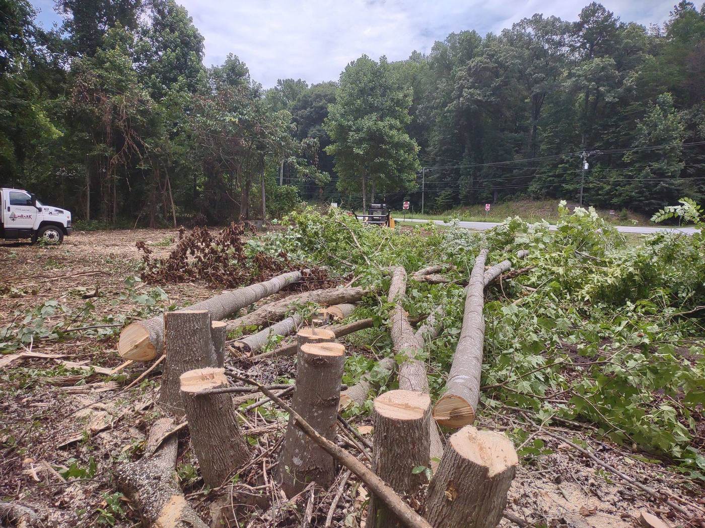 Overgrown backyard before forestry mulching