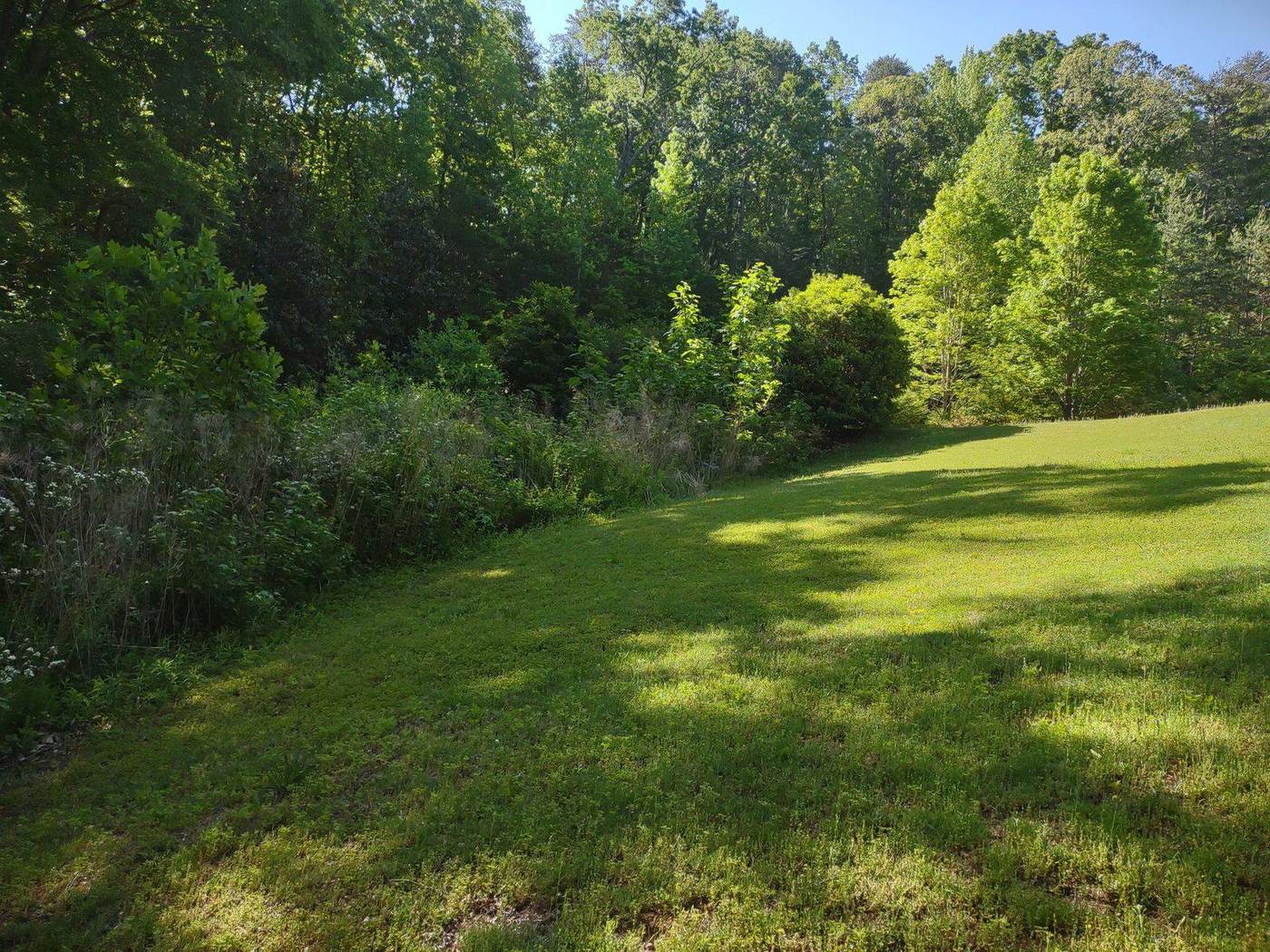 Overgrown spillway and drainage area before cleanout