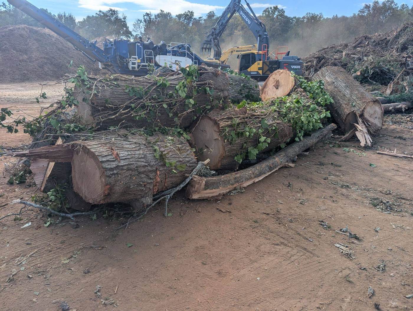 Logs and horizontal grinder at the debris processing yard