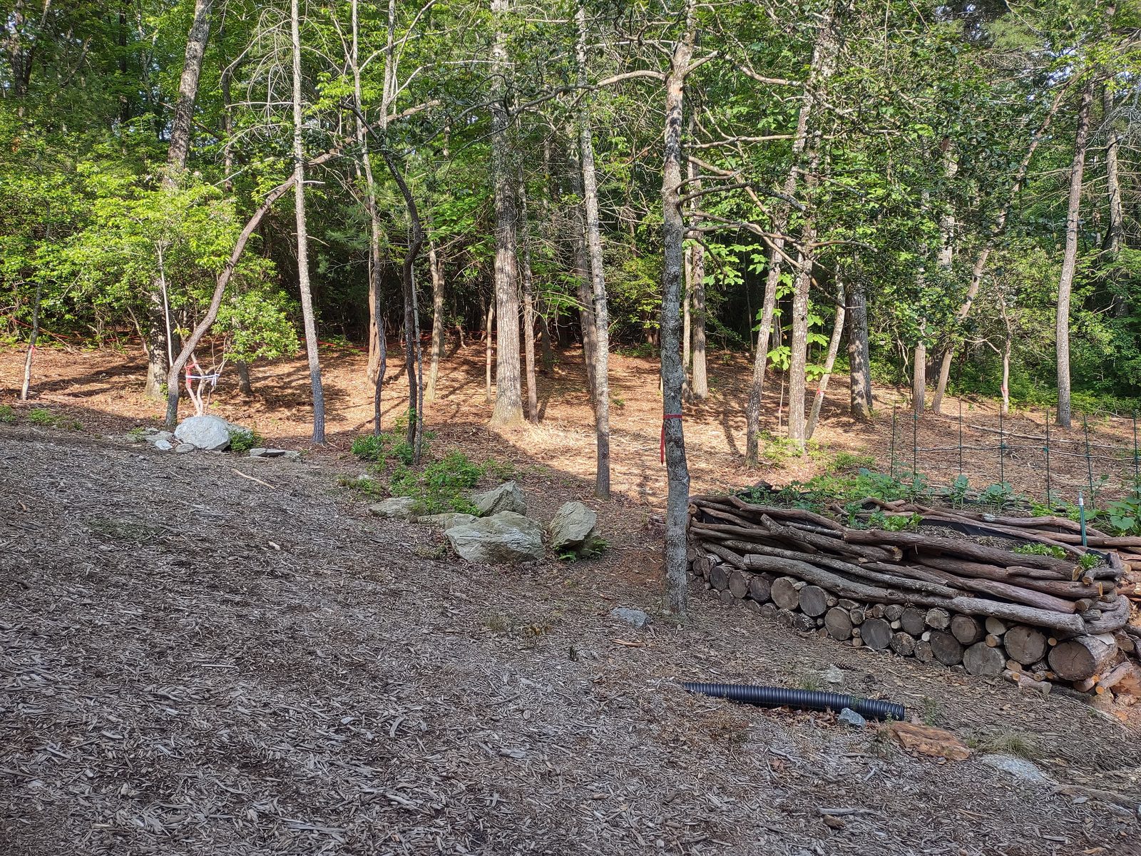 Selective forestry mulching leaving mature trees on a Greenville, SC lot