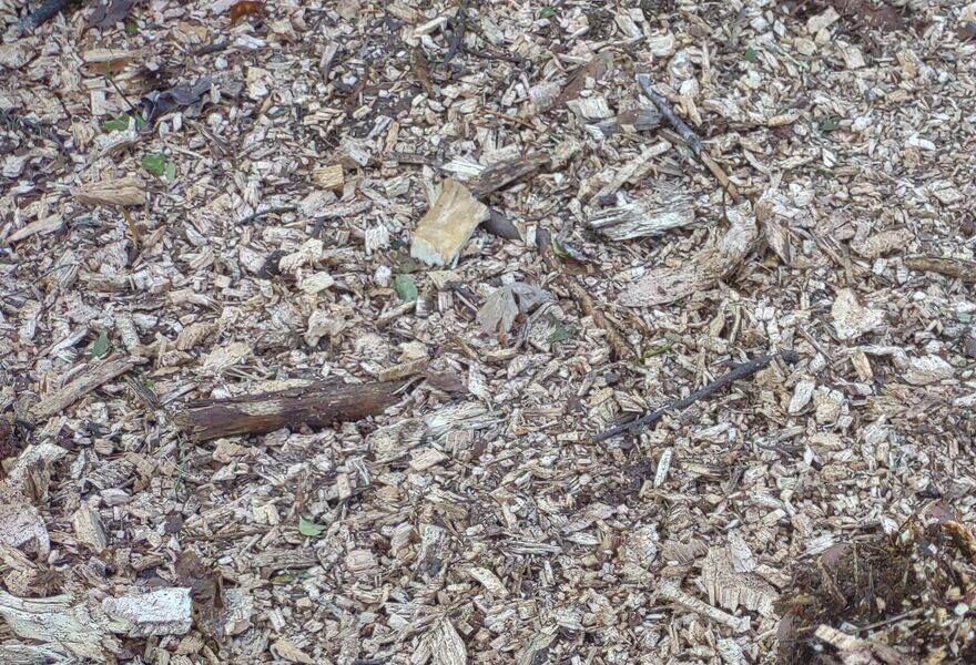 Close-up of forestry mulch covering the cleared ground