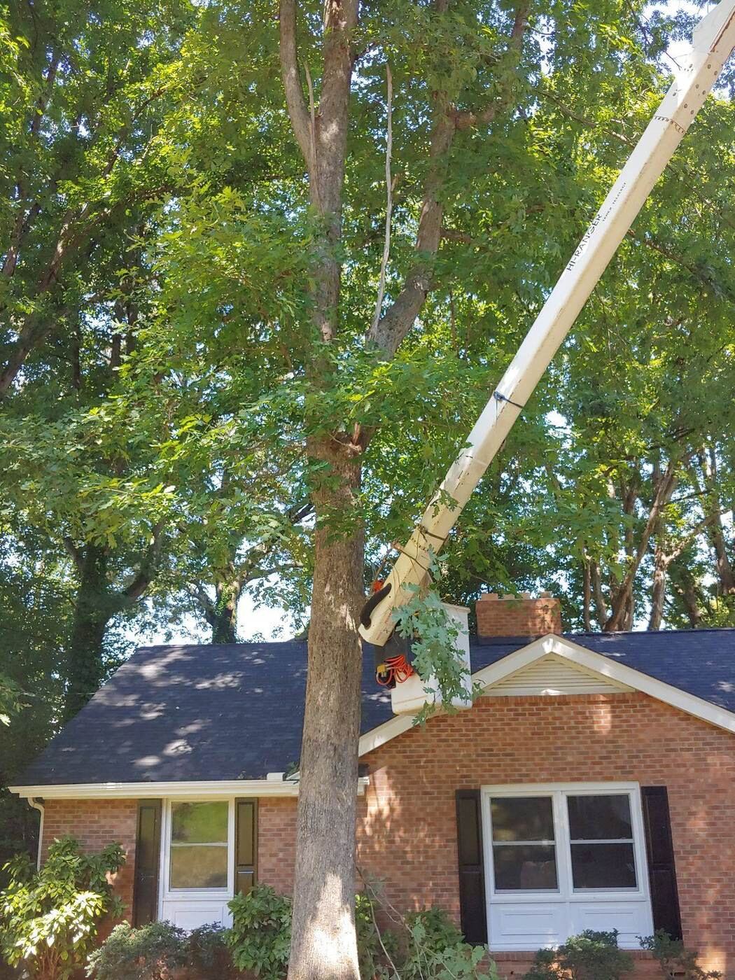 Bucket truck pruning large trees on a ranch property