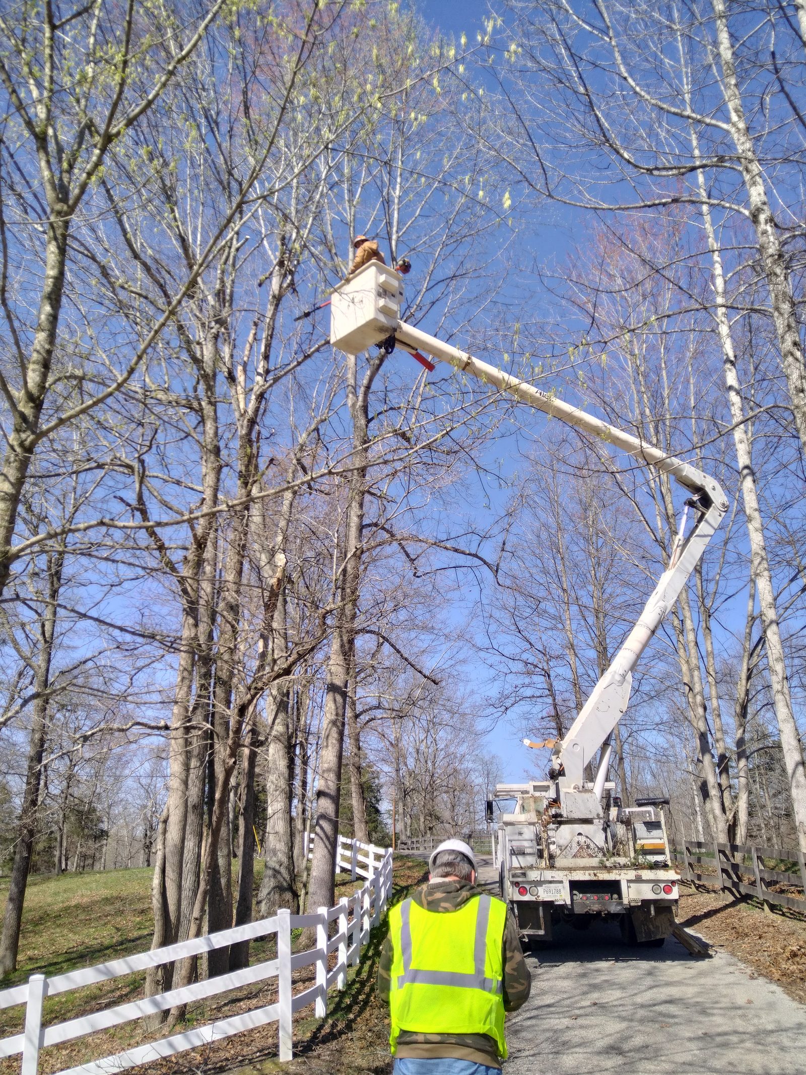Tree removal with a bucket truck in Greenville, SC