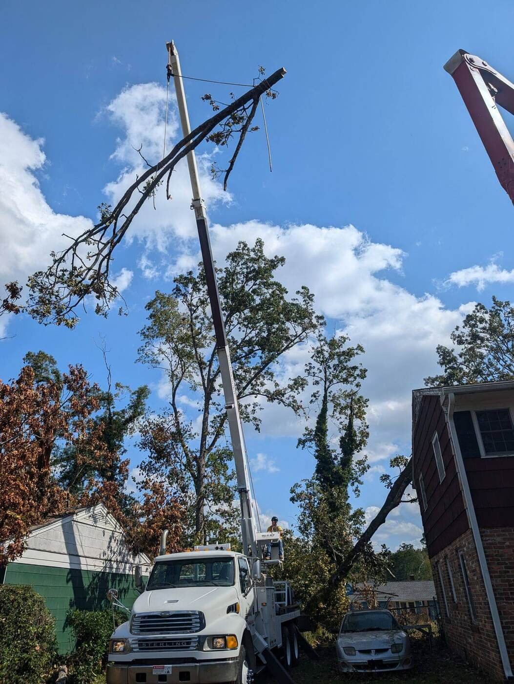 Crane boom reaching high to dismantle a tall tree